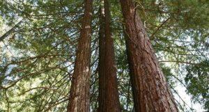 alberi ad alto fustoin un bosco