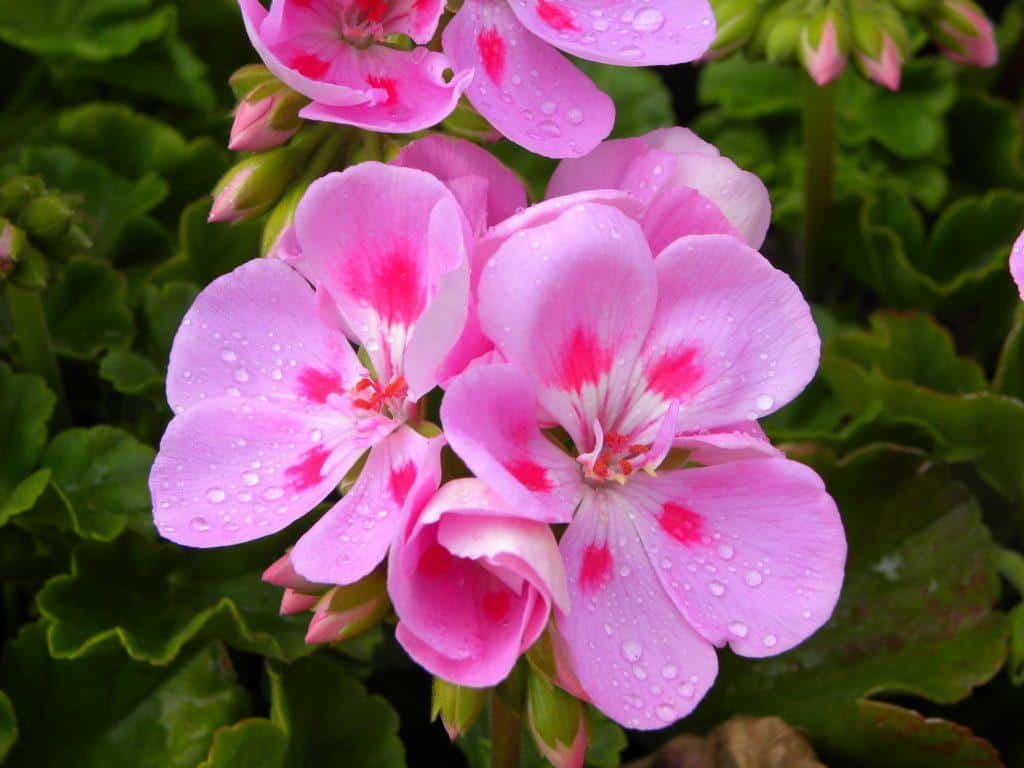 fiore di geranio