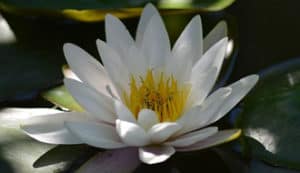 fiore-bianco