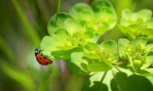 fiore-coccinella