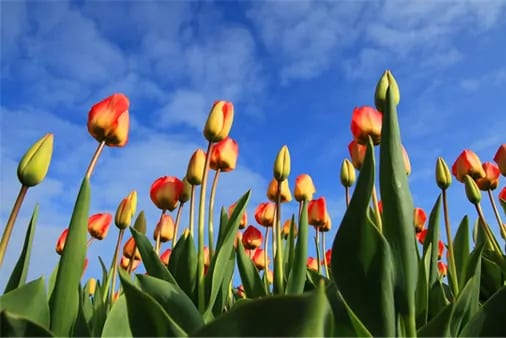 fiori