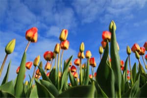 fiori