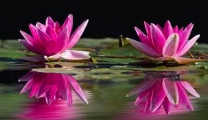 fiori-rosa
