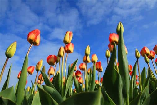 fiori